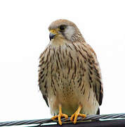 Lesser Kestrel