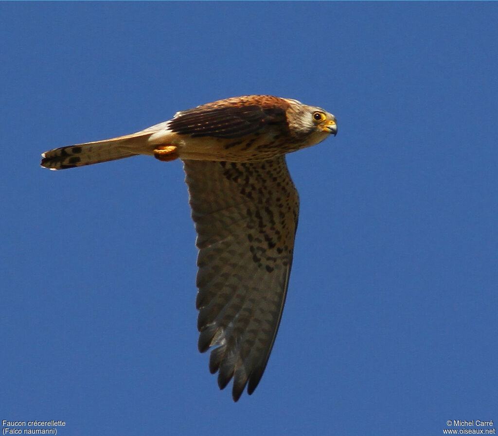 Lesser Kestrel female adult, Flight