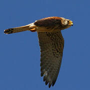 Lesser Kestrel