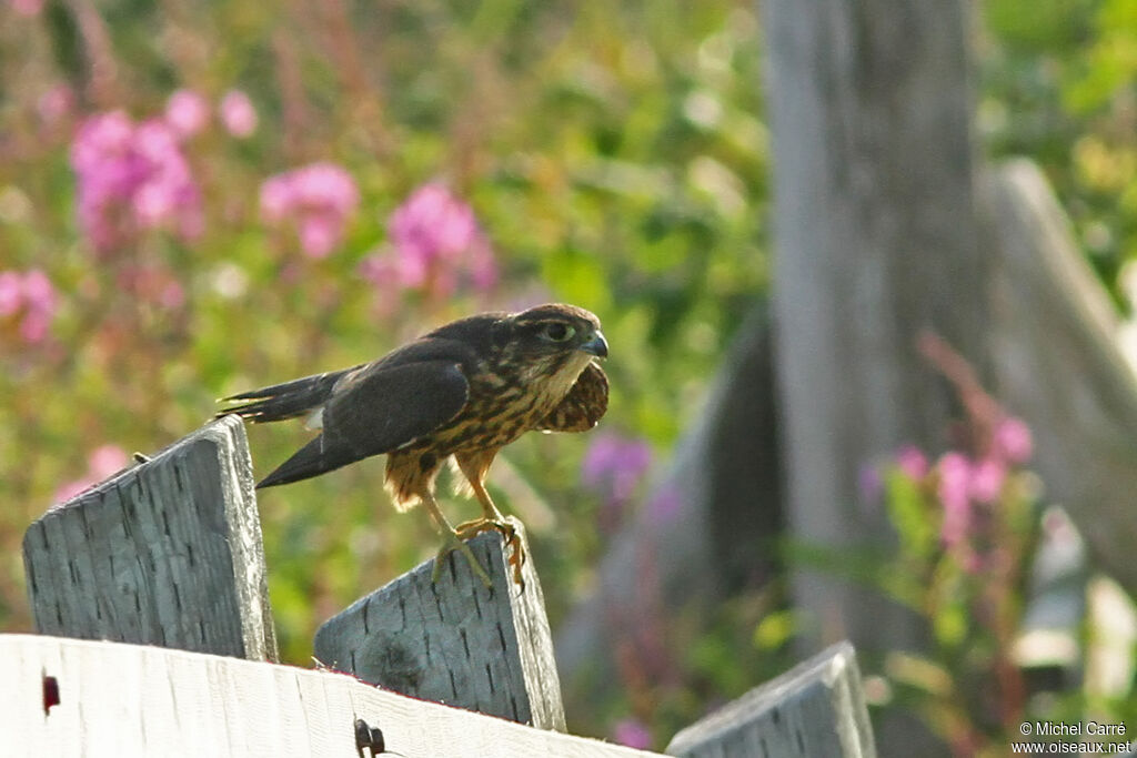 Merlin