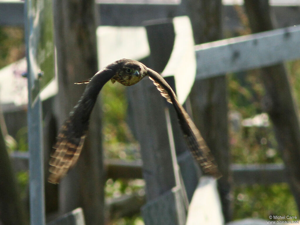 Merlin