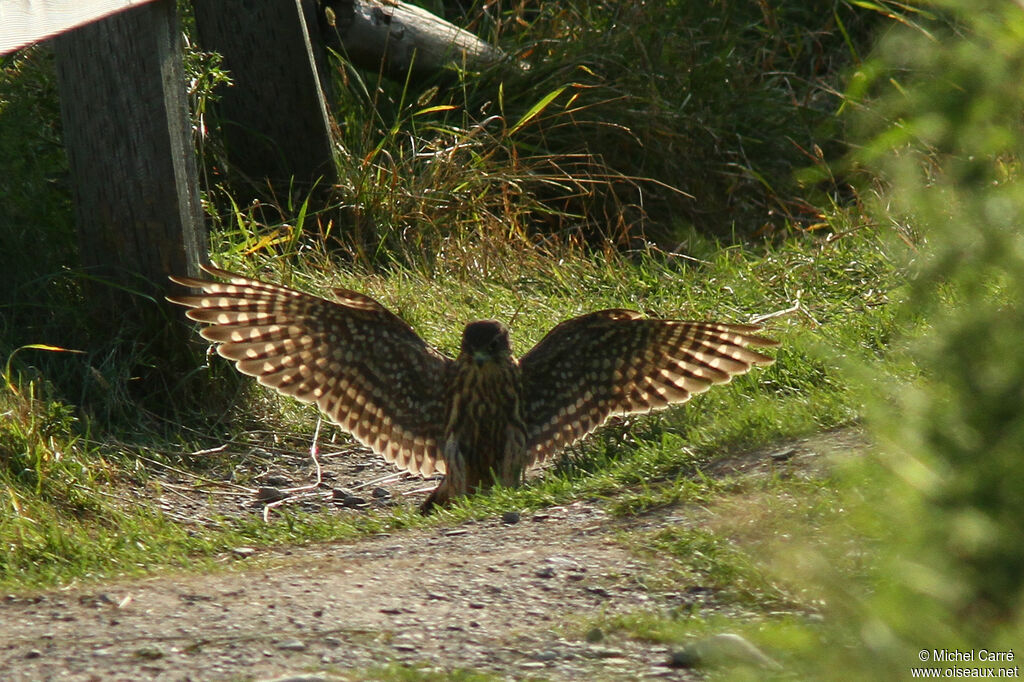 Merlin