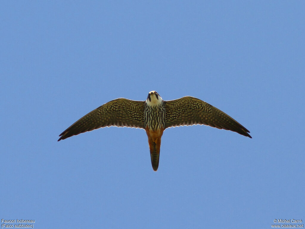 Eurasian Hobby