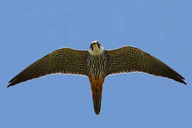 Eurasian Hobby