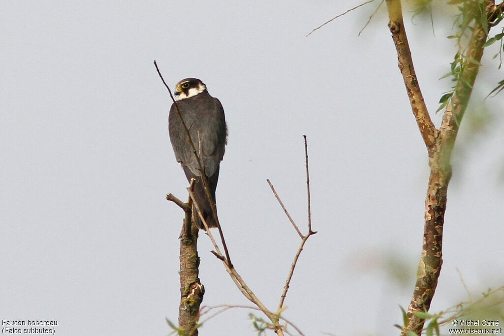 Eurasian Hobby