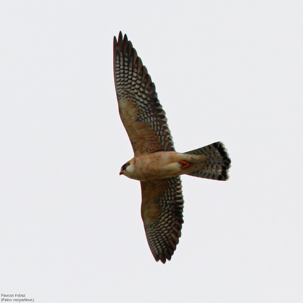 Red-footed Falcon female adult