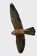 Red-footed Falcon