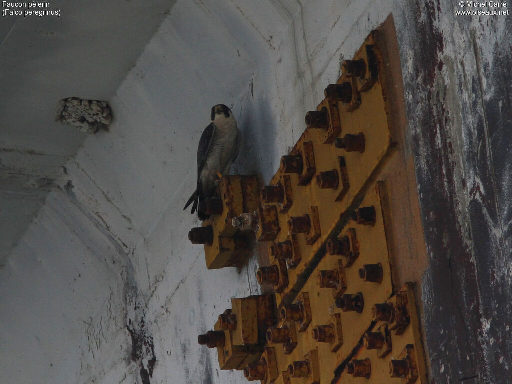 Peregrine Falcon