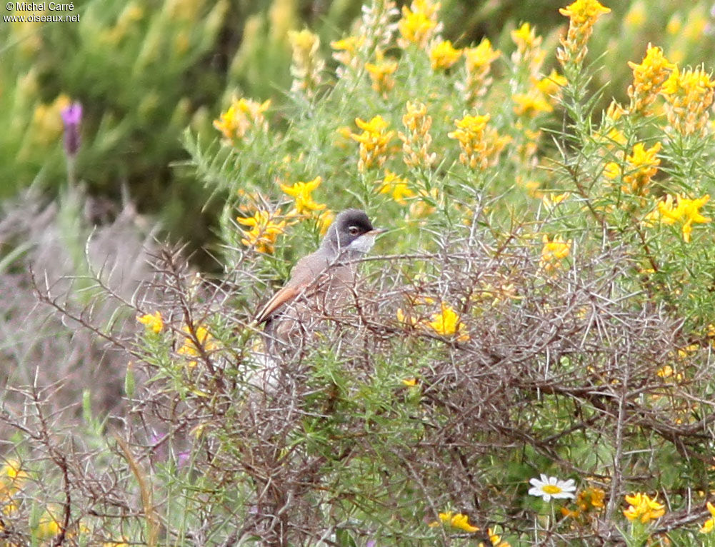 Spectacled Warbler male adult breeding