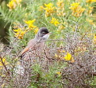 Spectacled Warbler