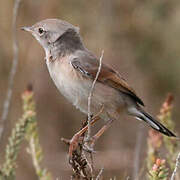 Spectacled Warbler