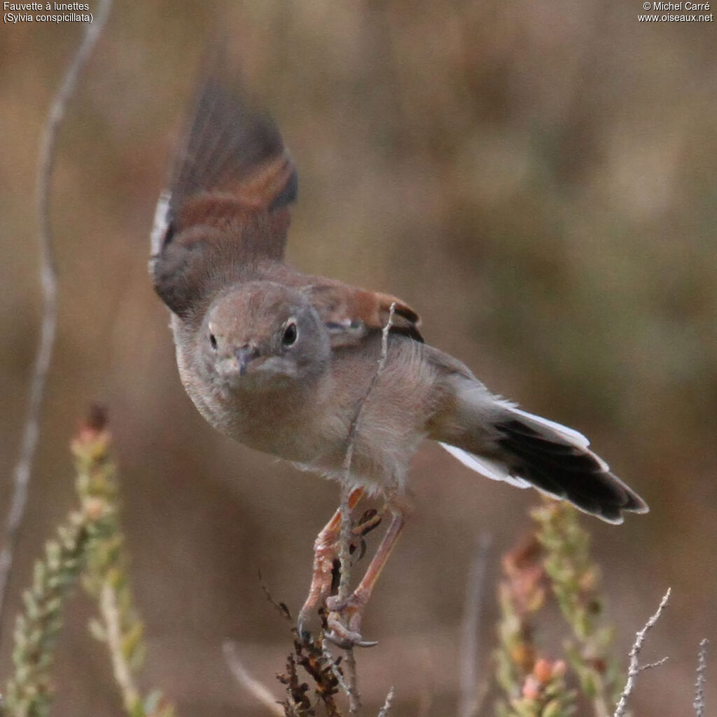 Spectacled Warbler