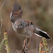 Spectacled Warbler