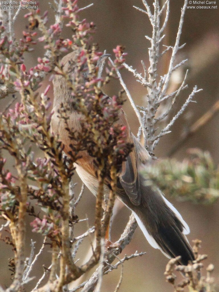 Spectacled Warbler, identification