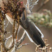 Spectacled Warbler