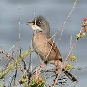 Spectacled Warbler