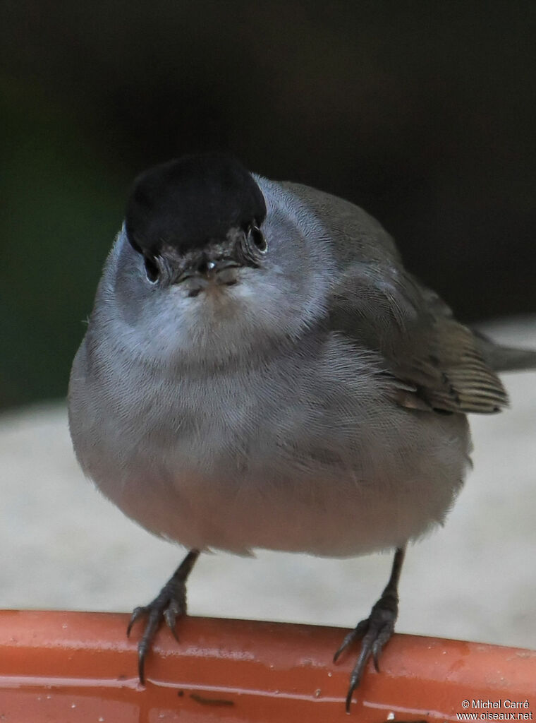 Eurasian Blackcap male adult, identification