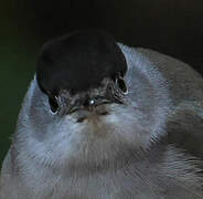 Eurasian Blackcap