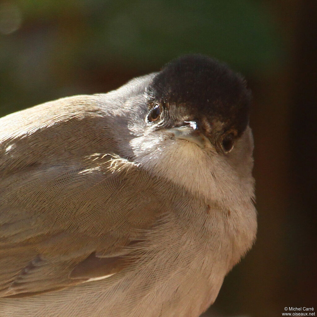 Eurasian Blackcap male adult