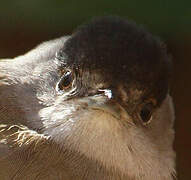 Eurasian Blackcap