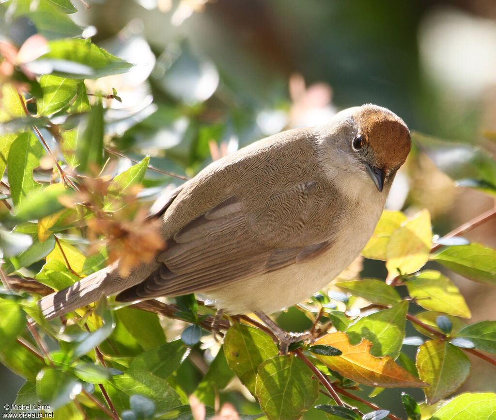 Eurasian Blackcap female adult