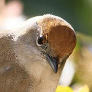 Eurasian Blackcap