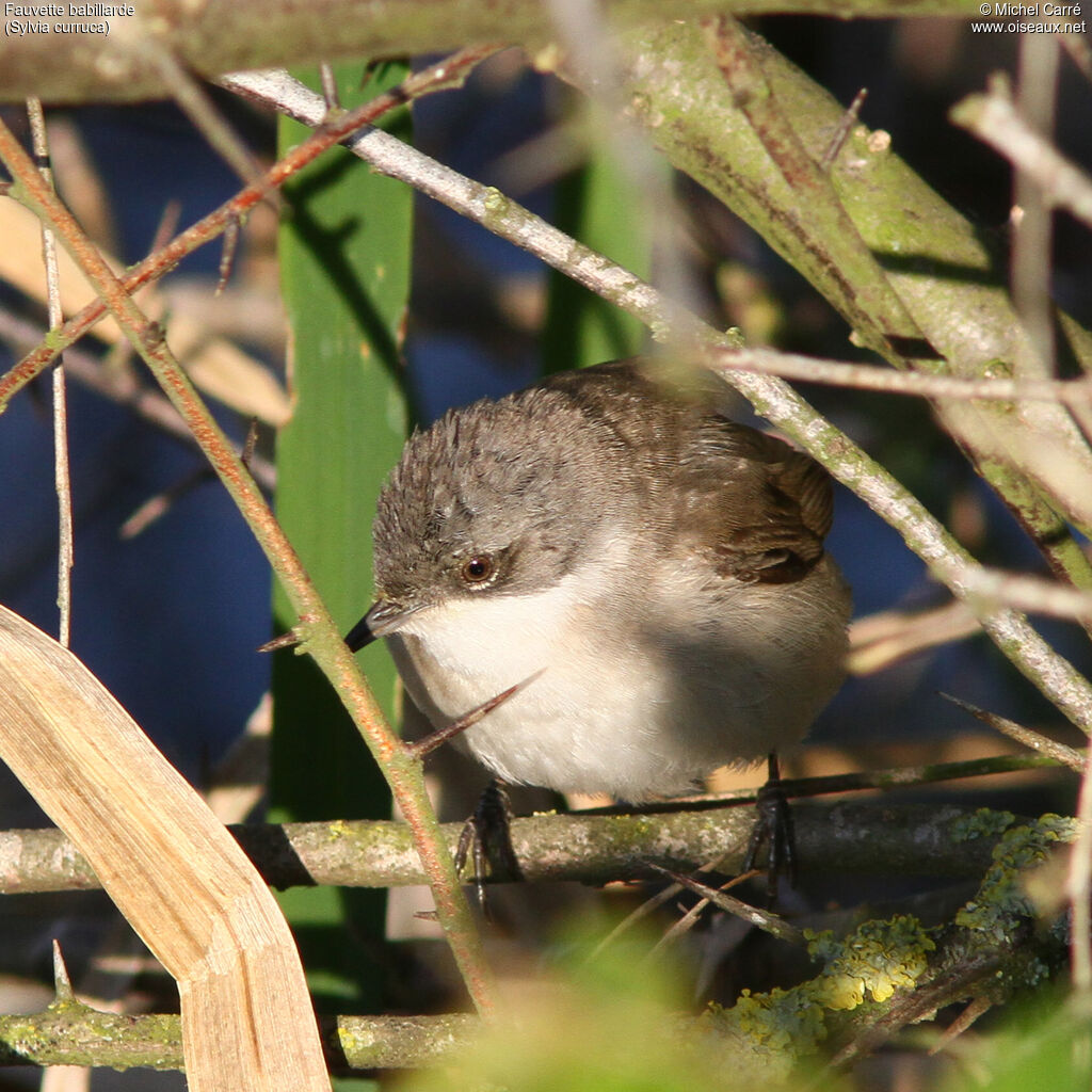 Lesser Whitethroat