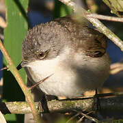 Lesser Whitethroat