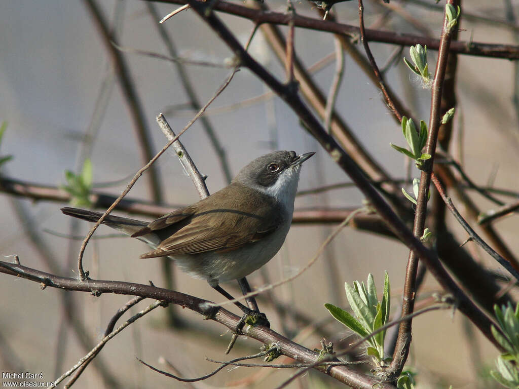 Fauvette babillardeadulte, identification