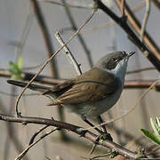 Lesser Whitethroat