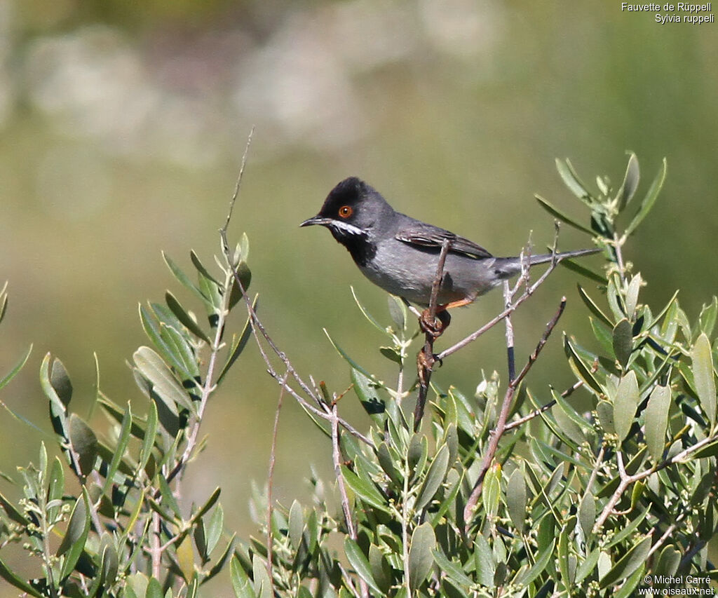 Rüppell's Warbler male adult breeding