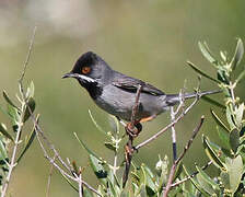 Rüppell's Warbler