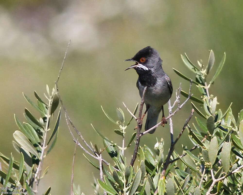 Rüppell's Warbler male adult breeding, habitat, pigmentation, song