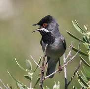 Rüppell's Warbler