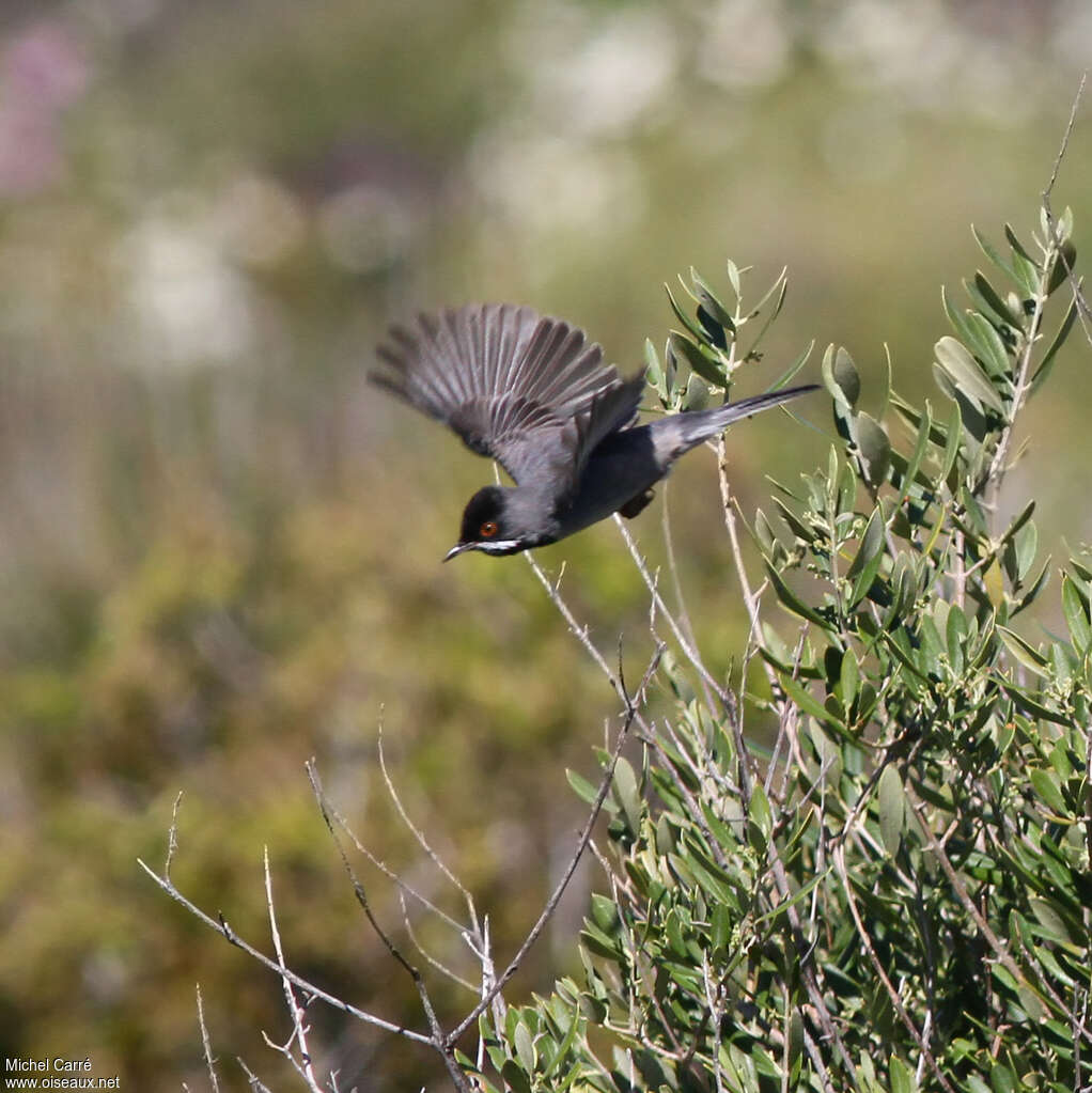 Rüppell's Warbler male adult breeding, Flight