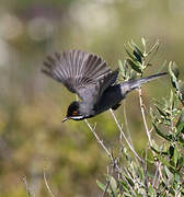 Rüppell's Warbler