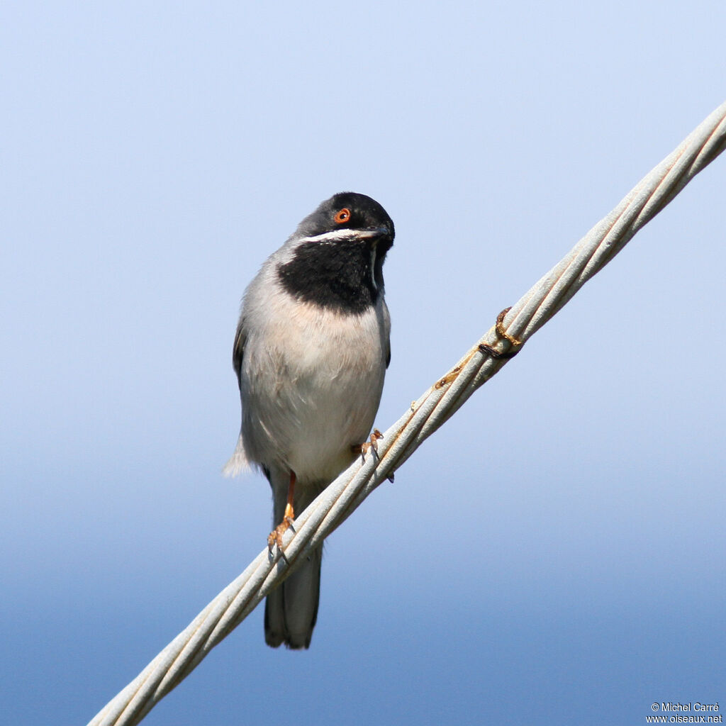 Rüppell's Warbler male adult breeding