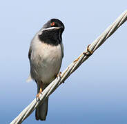 Rüppell's Warbler