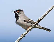 Rüppell's Warbler