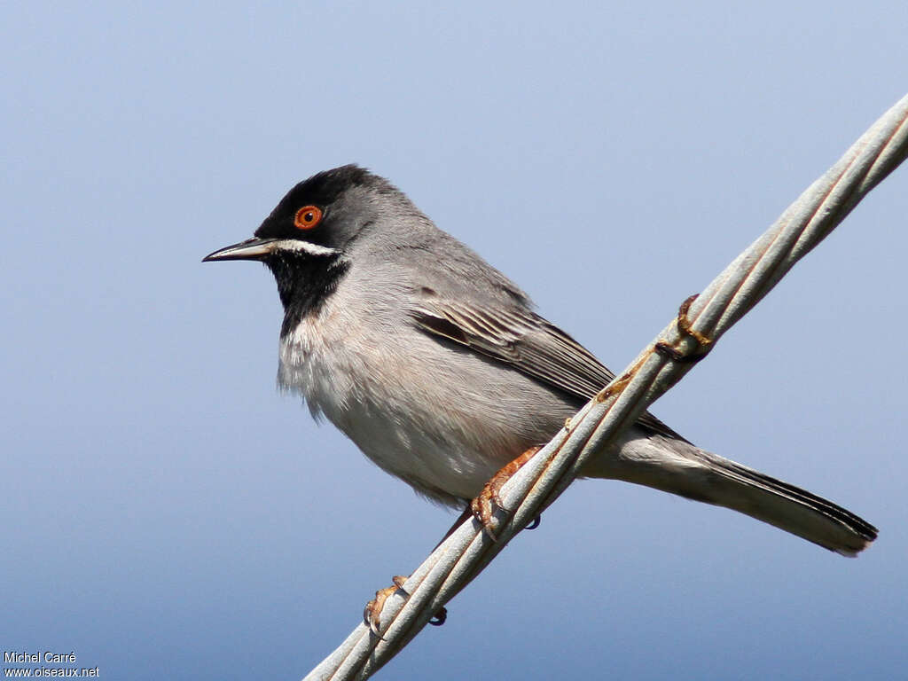 Rüppell's Warbler male adult breeding, close-up portrait