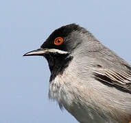 Rüppell's Warbler