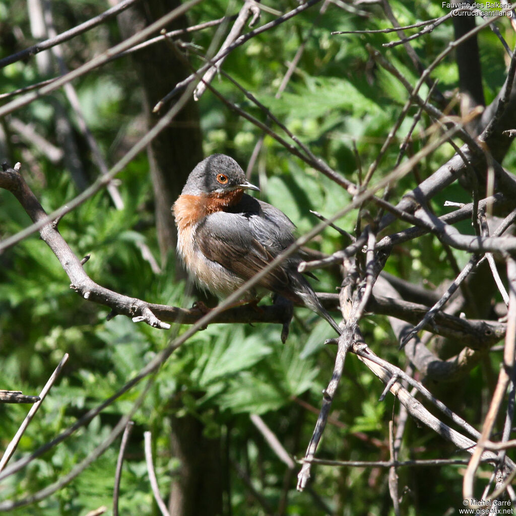 Eastern Subalpine Warbler