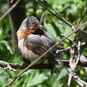 Eastern Subalpine Warbler