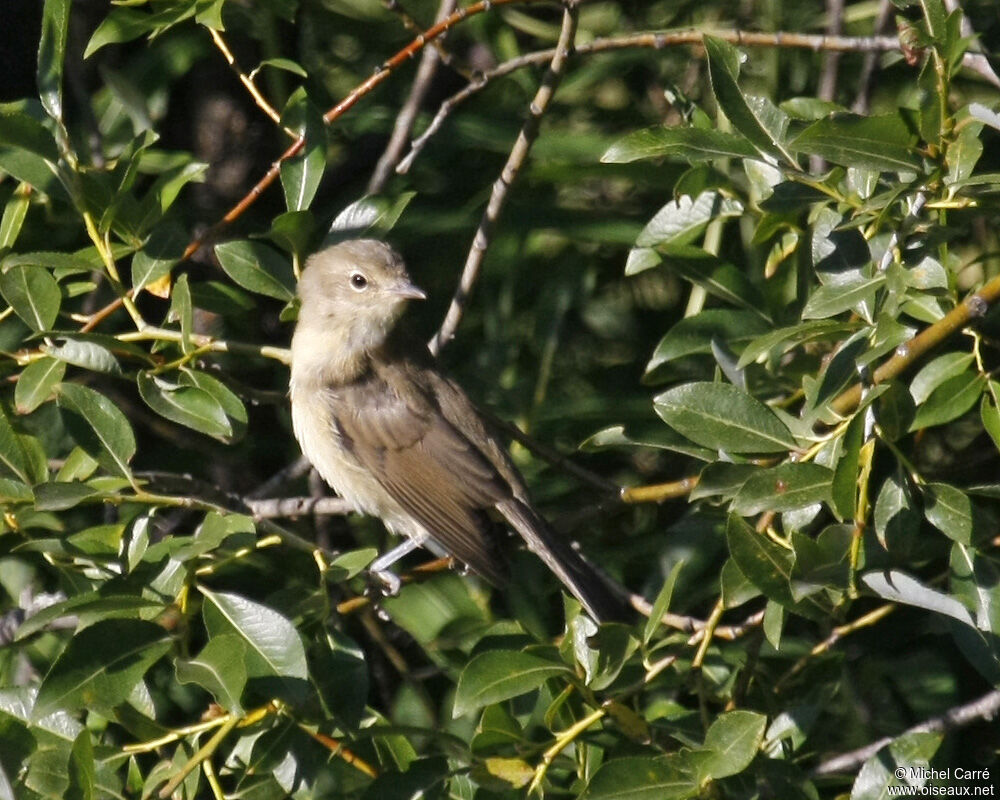 Fauvette des jardins