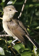 Garden Warbler