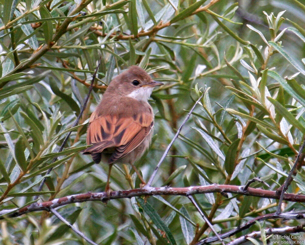 Common Whitethroat female adult