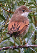 Common Whitethroat