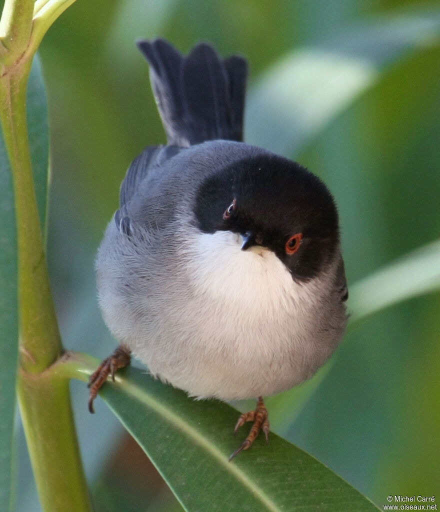 Sardinian Warbler male adult