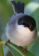 Sardinian Warbler