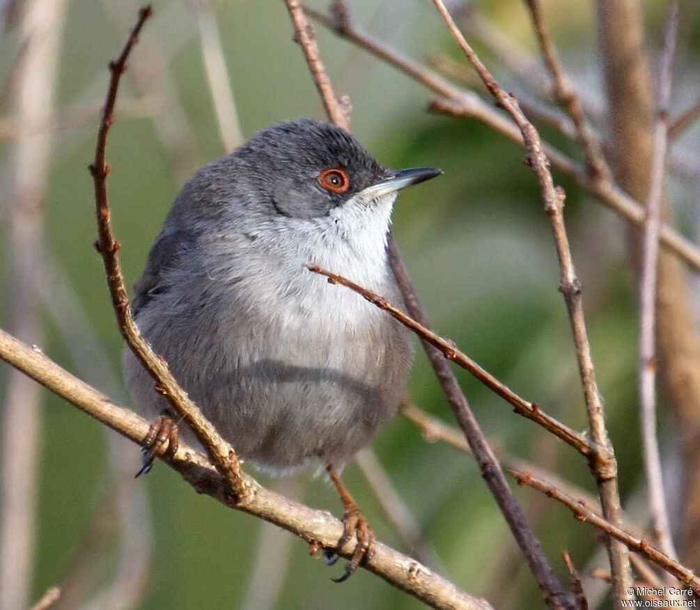 Sardinian Warbler female adult